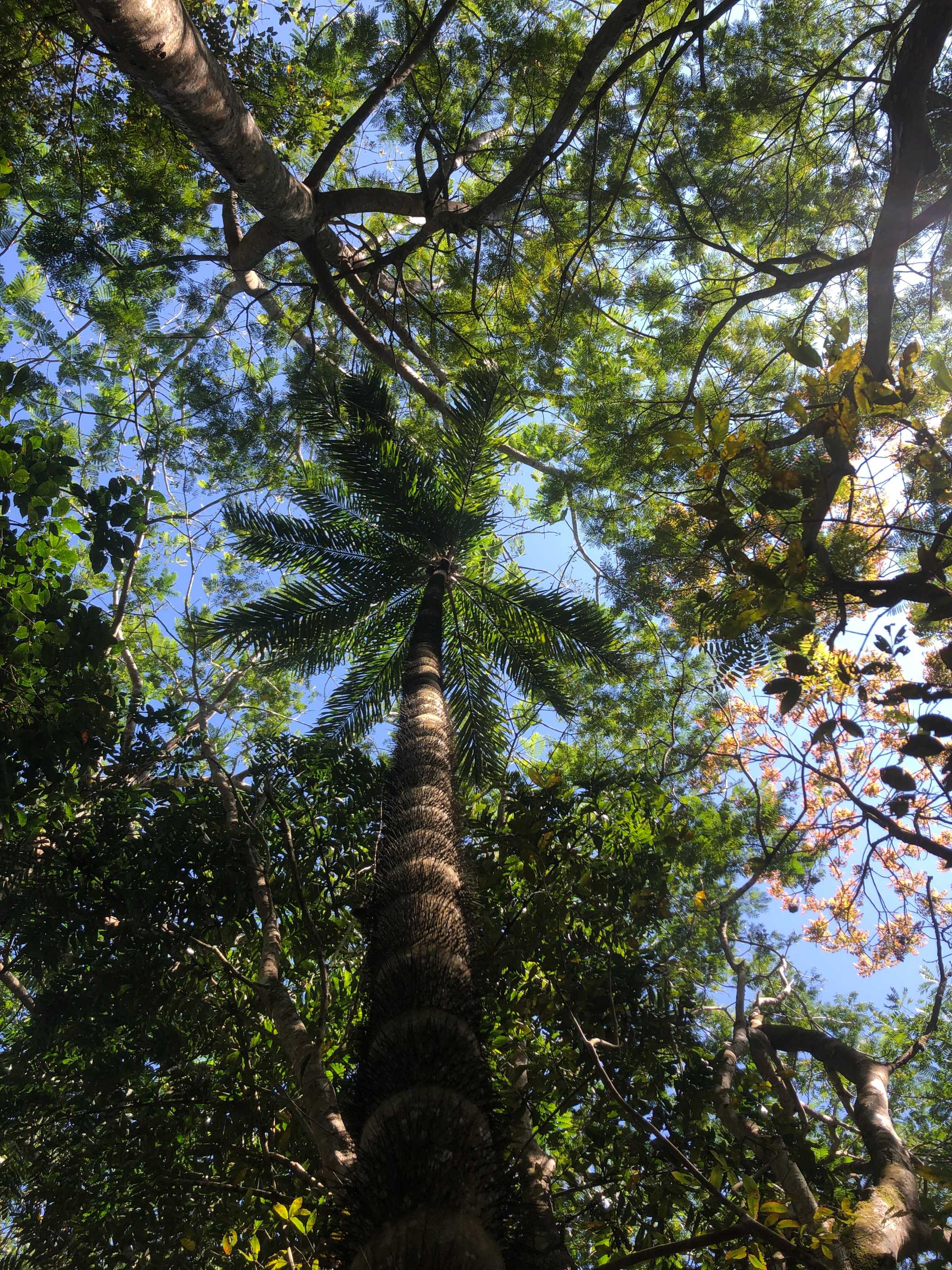 image of the palm canopy